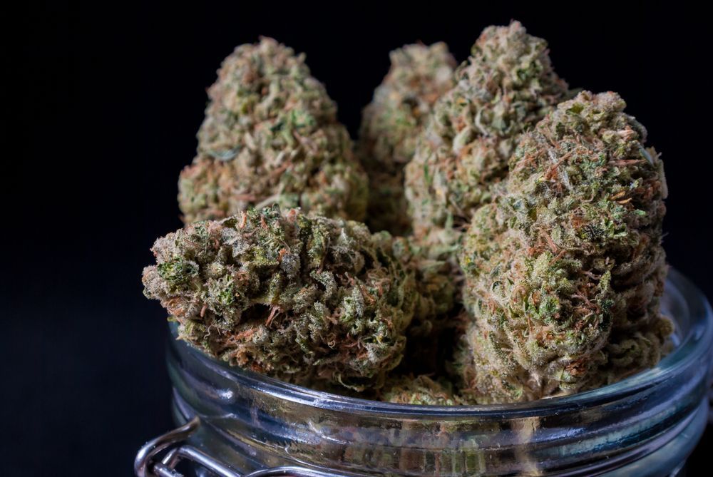 cannabis buds