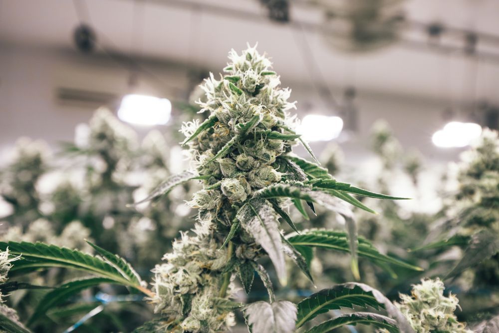 cannabis flower in grow