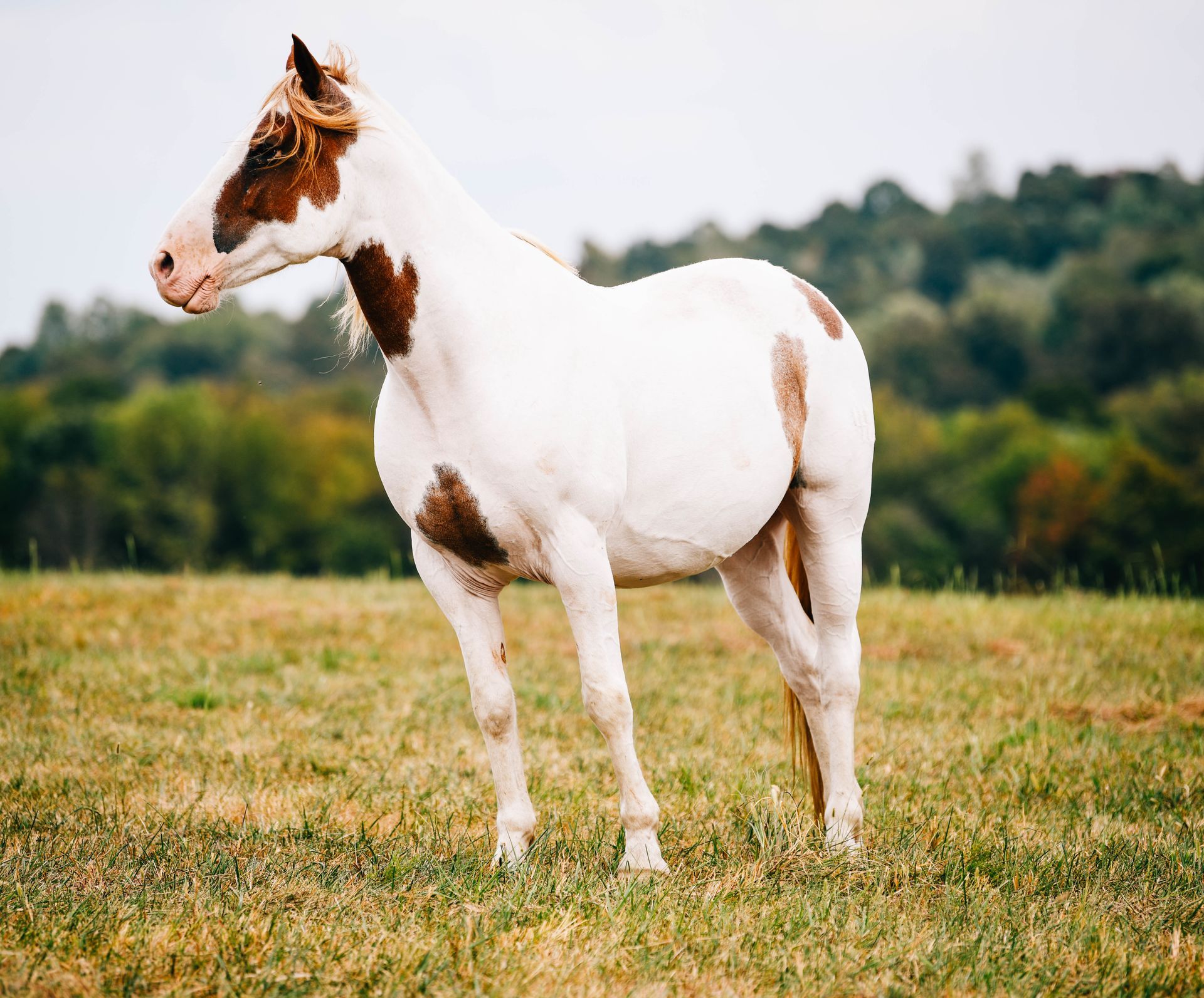 A brown and white horse is standing in a grassy field.