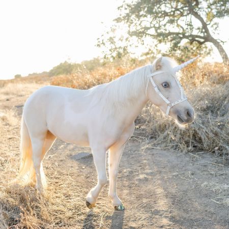 Live unicorn photoshoot in Alpine, San Diego