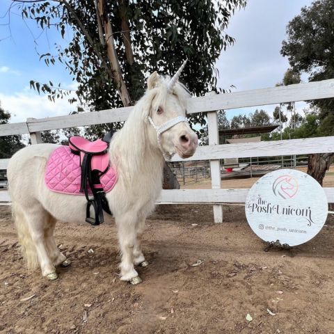 The Sparkle Unicorn - a ride on unicorn in san diego available for unicorn birthday parties & kid parties