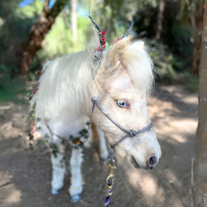 Live Christmas Reindeer Unicorn in San Diego