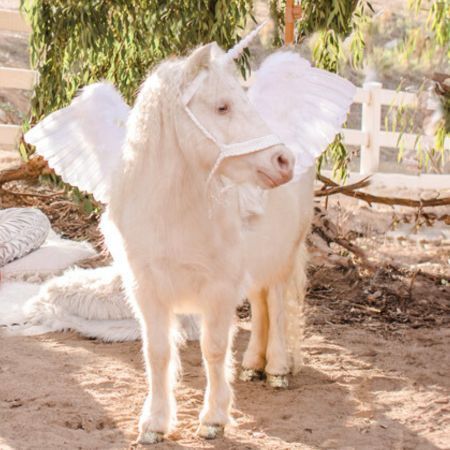 Live Unicorn with Wings / Pegasus / Alicorn for Unicorn Photoshoots in San Diego - optional Add-on to enhance your Unicorn Photoshoot Experience