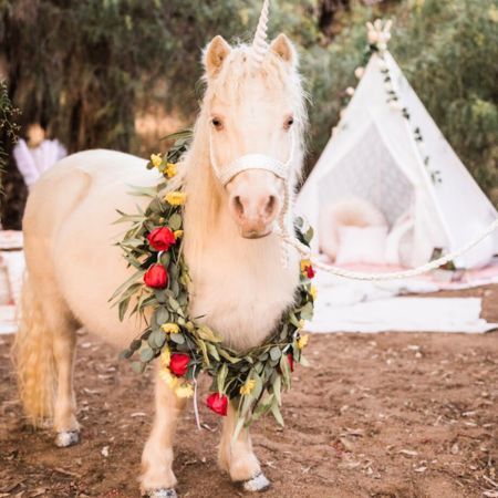 Live Unicorn in San Diego - Unicorn Photoshoot - Unicorn with a fresh hand-made flower garland - optional Add-on to enhance your Unicorn Photoshoot Experience