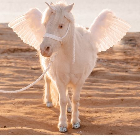 Live Pegasus / Alicorn / Unicorn with Wings in San Diego - attends birthday parties, kids events, private meet ups  and more