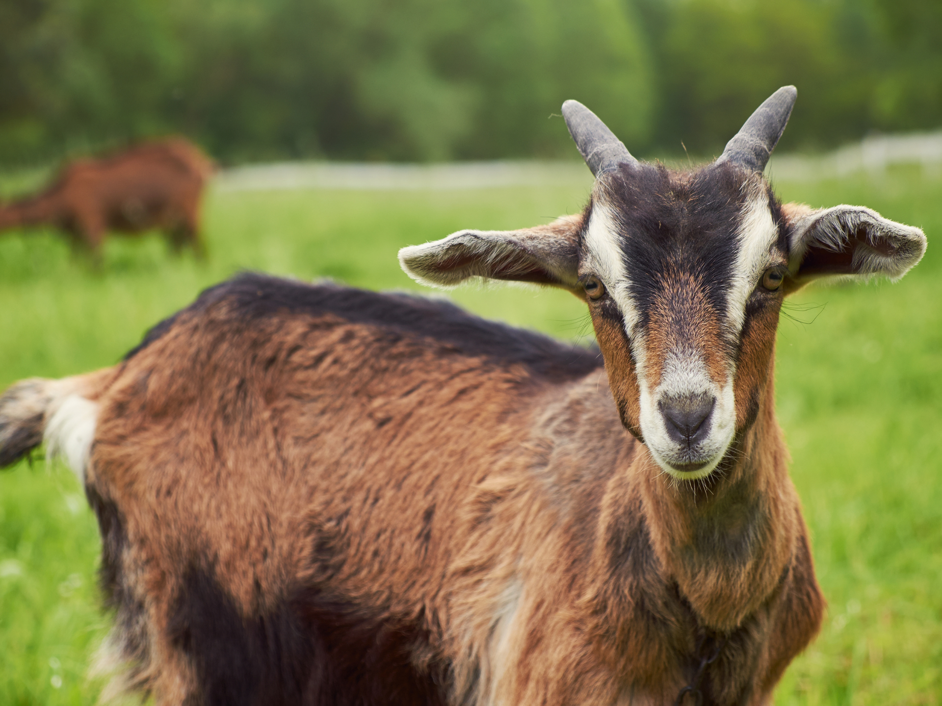 Brown goat with small horns looking directly at the viewer in a grassy field.