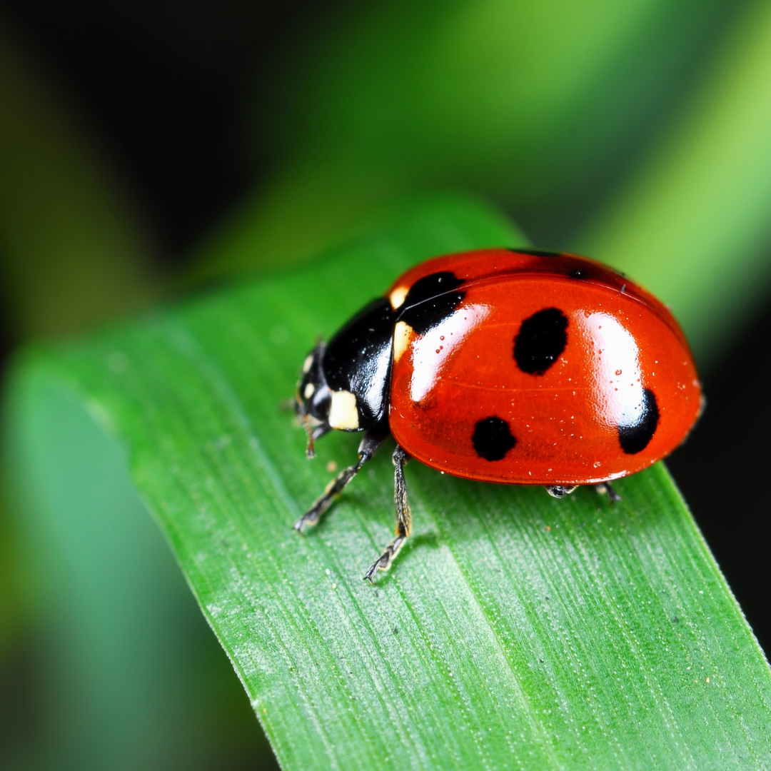 Ladybug on a blade of grass