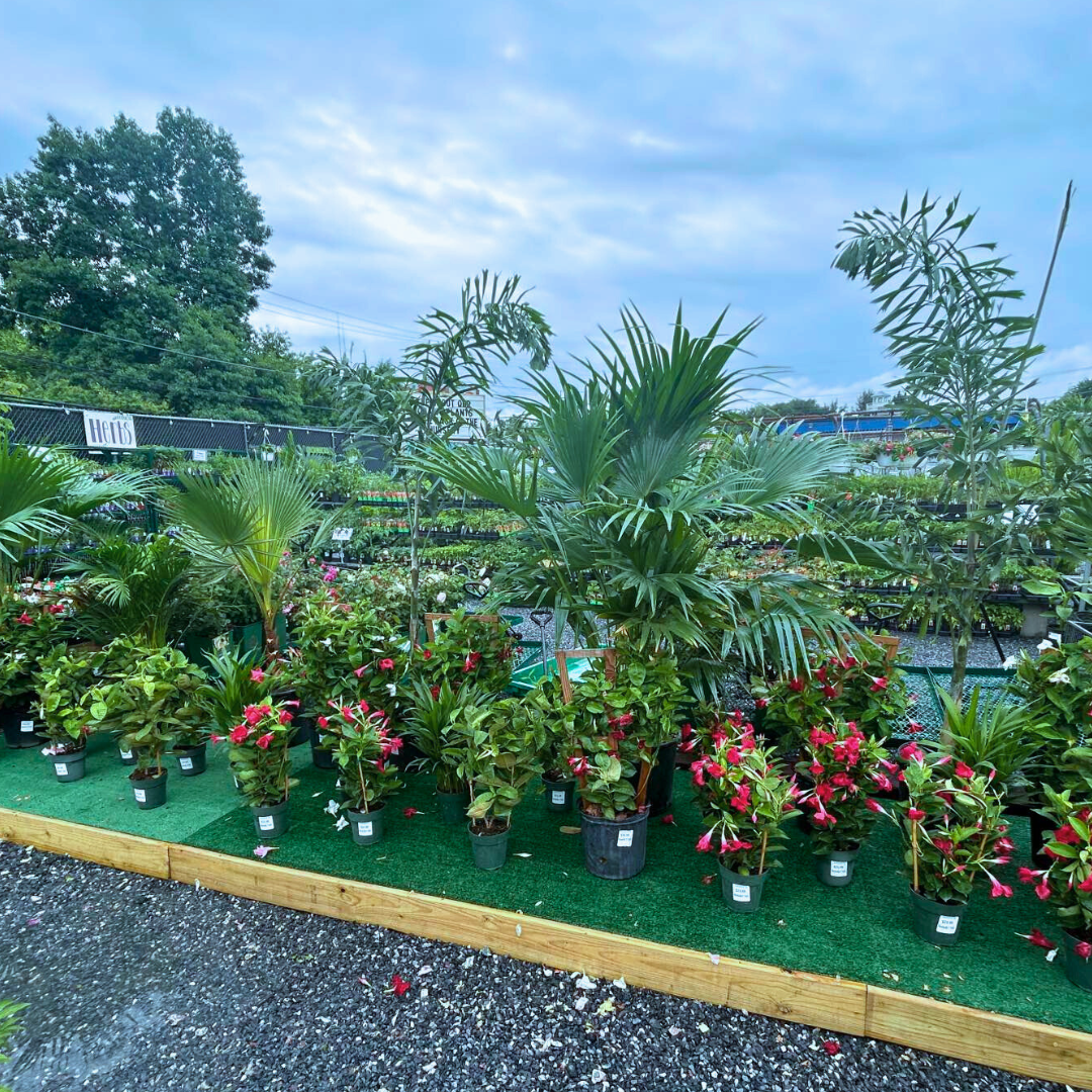 Pasadena Palms and flowers in a nursery, some with red blooms, on green turf, under a cloudy sky.