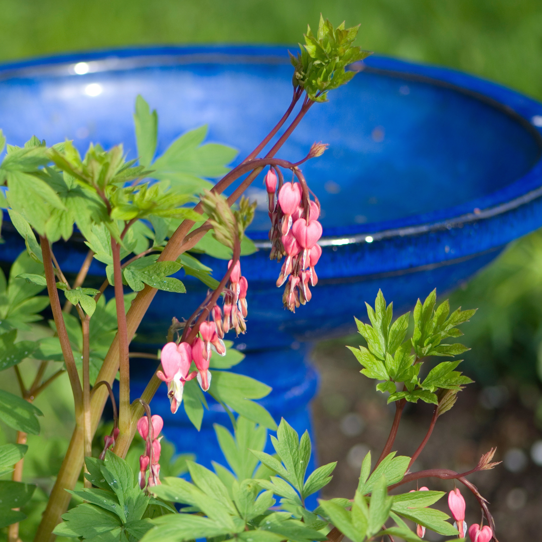 Pink bleeding heart flowers with green foliage, against a blue bird bath.