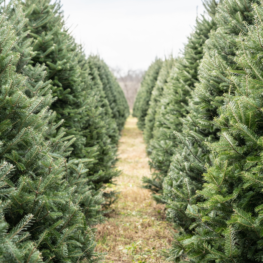 Rows of green Christmas trees in a field, leading to a path disappearing in the distance.