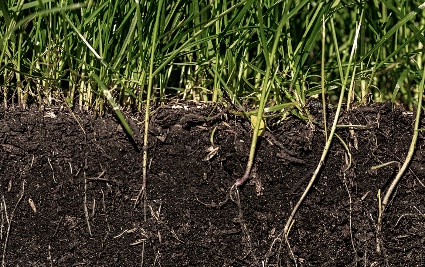 Cross-section of soil showing grass roots. Dark soil, green grass blades.