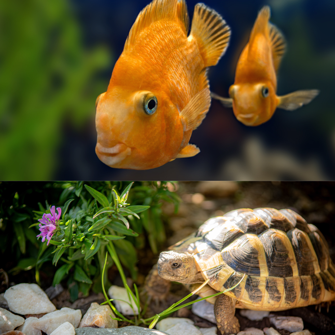 Two orange parrotfish swim near a green background; a tortoise grazes on grass near rocks.