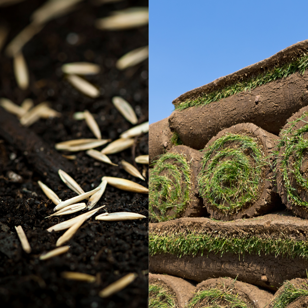 Left: grass seeds in soil. Right: rolled sod stacked.