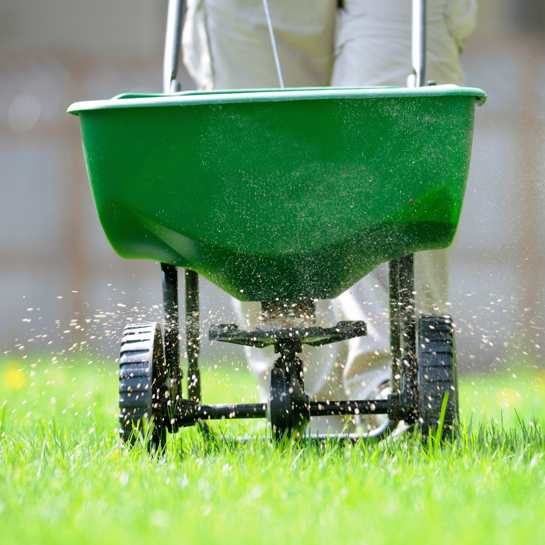 Green lawn spreader dispensing granular product on a grassy lawn.