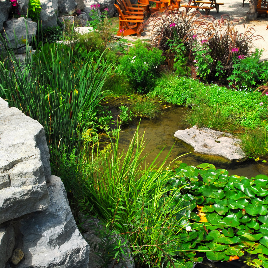 A pond surrounded by lots of plants and rocks