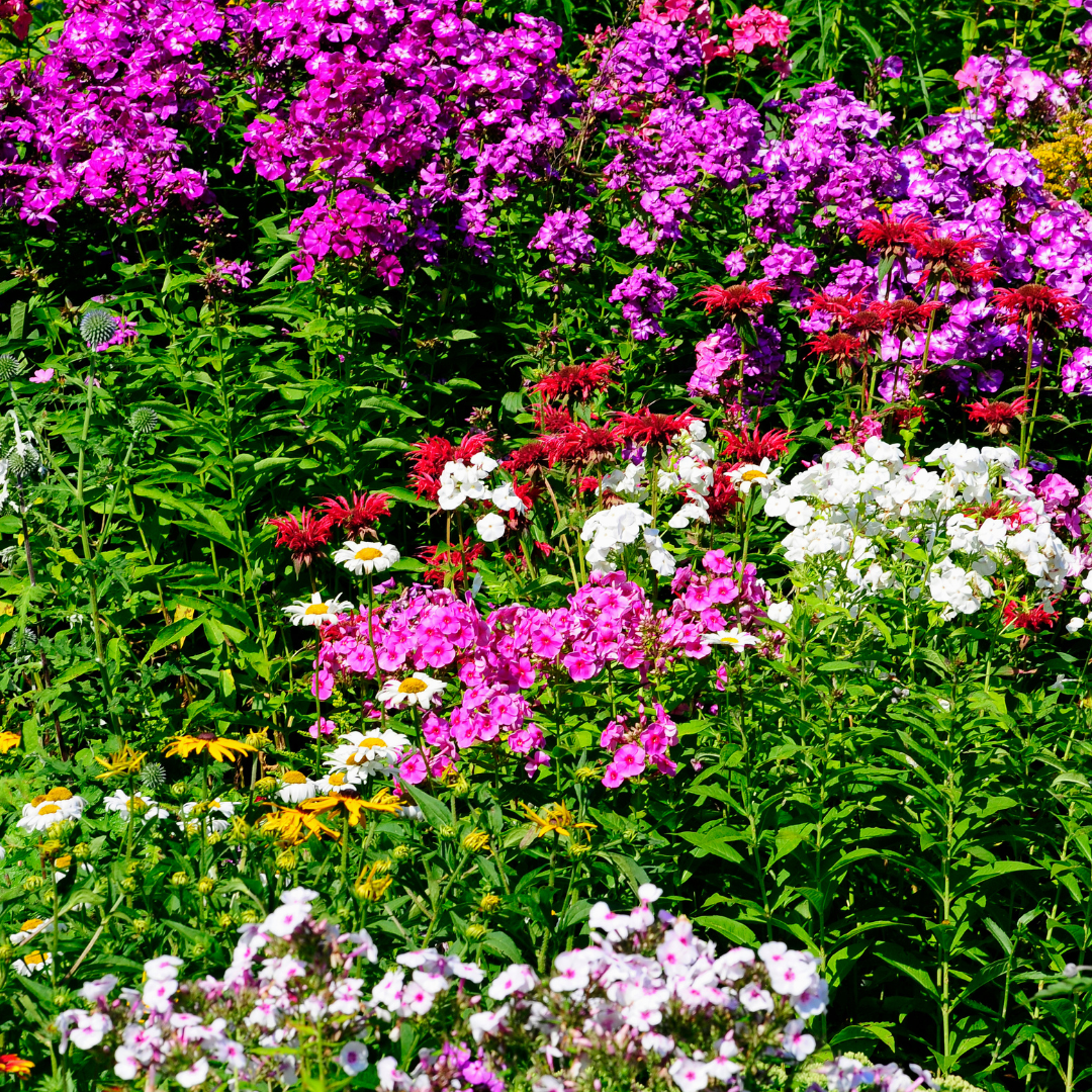 Perennial Garden