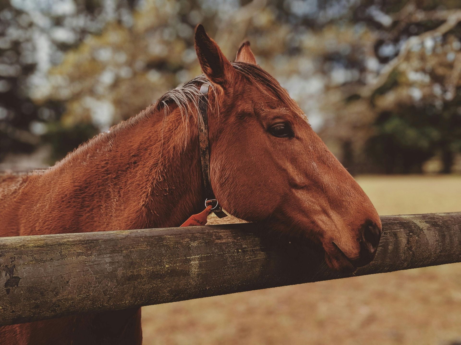 Brown horse resting head on a weathered wooden fence in a field.