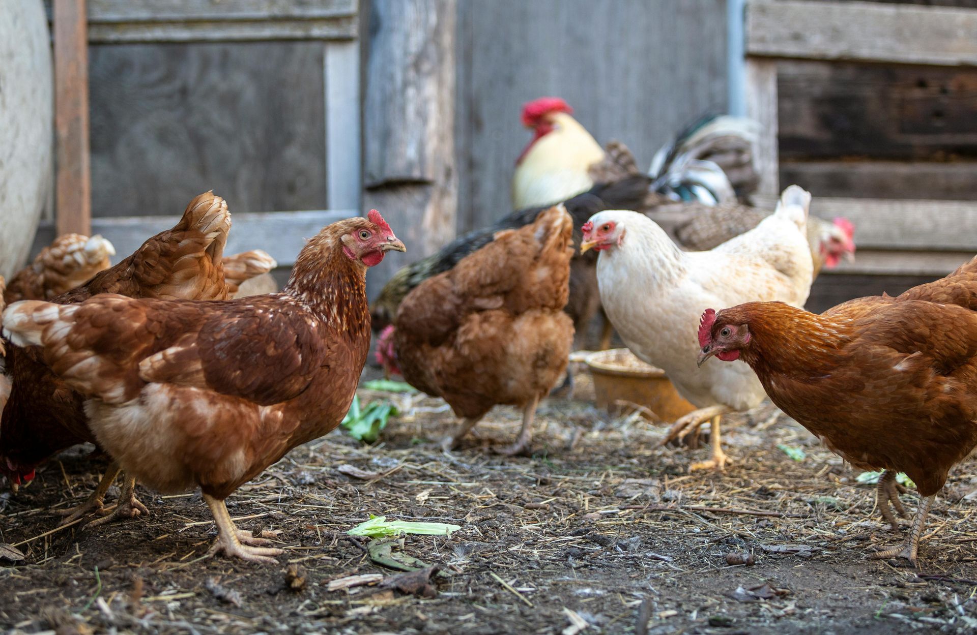 Chickens in a coop, with brown, white, and red feathers, pecking at the ground.