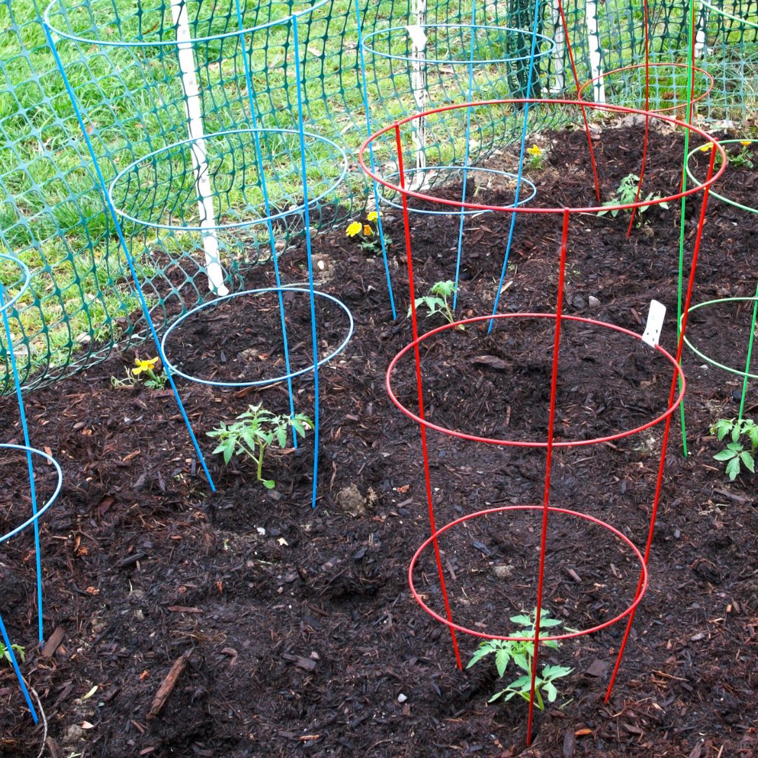 Tomato plants in a garden bed, supported by red and blue metal tomato cages, enclosed by a green fence.
