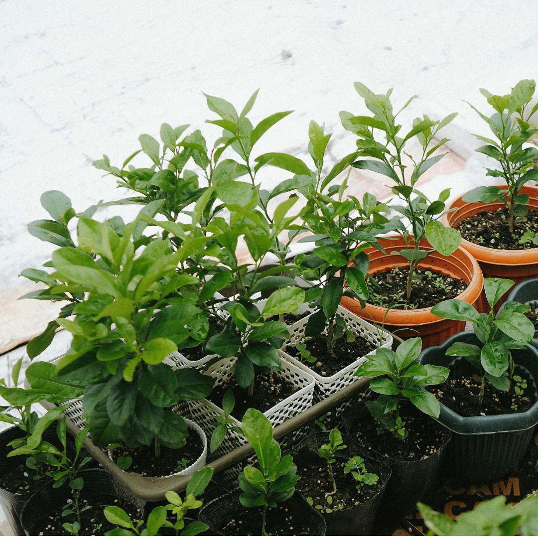 Green citrus seedlings in various pots, indoors.
