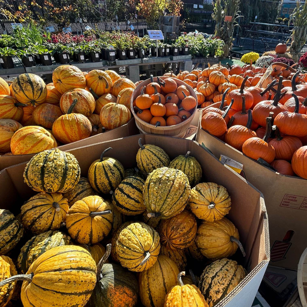 Pumpkins and gourds in bins at a market, including orange and yellow varieties, with more pumpkins in the background.