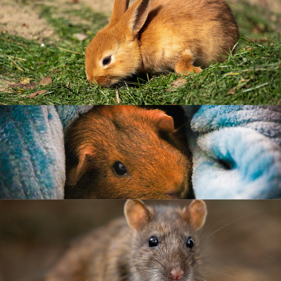 Orange bunny grazing on grass; orange guinea pig peeking through blue fabric; gray rat looking at the camera.