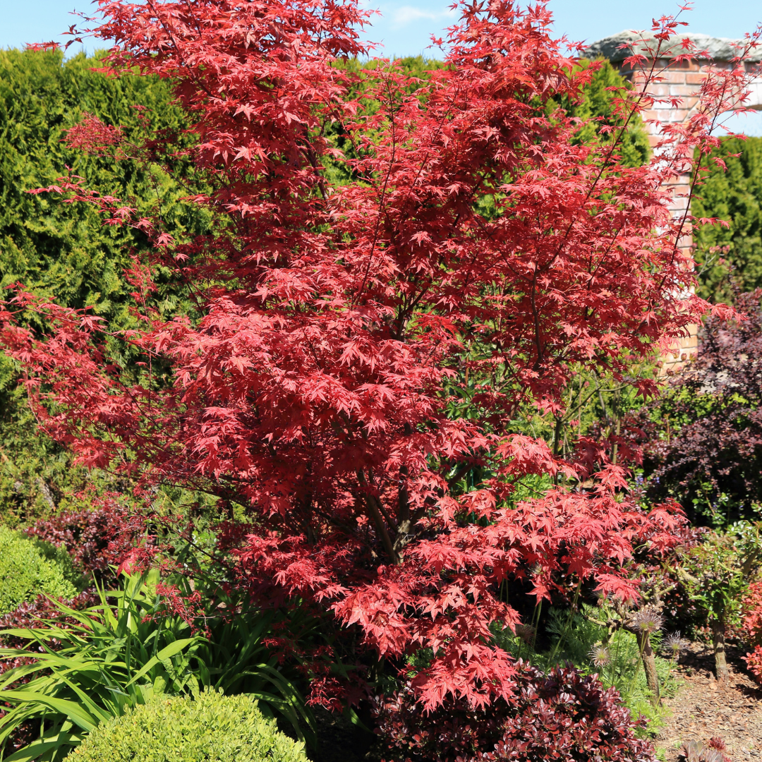 A tree with red leaves surrounded by greenery in a garden.