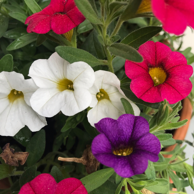 Close-up of vibrant Annuals flowers in shades of white, purple, red, and pink, with green leaves, in a pot.