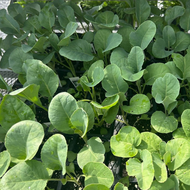 Green leafy plant seedlings in a tray, likely for planting.