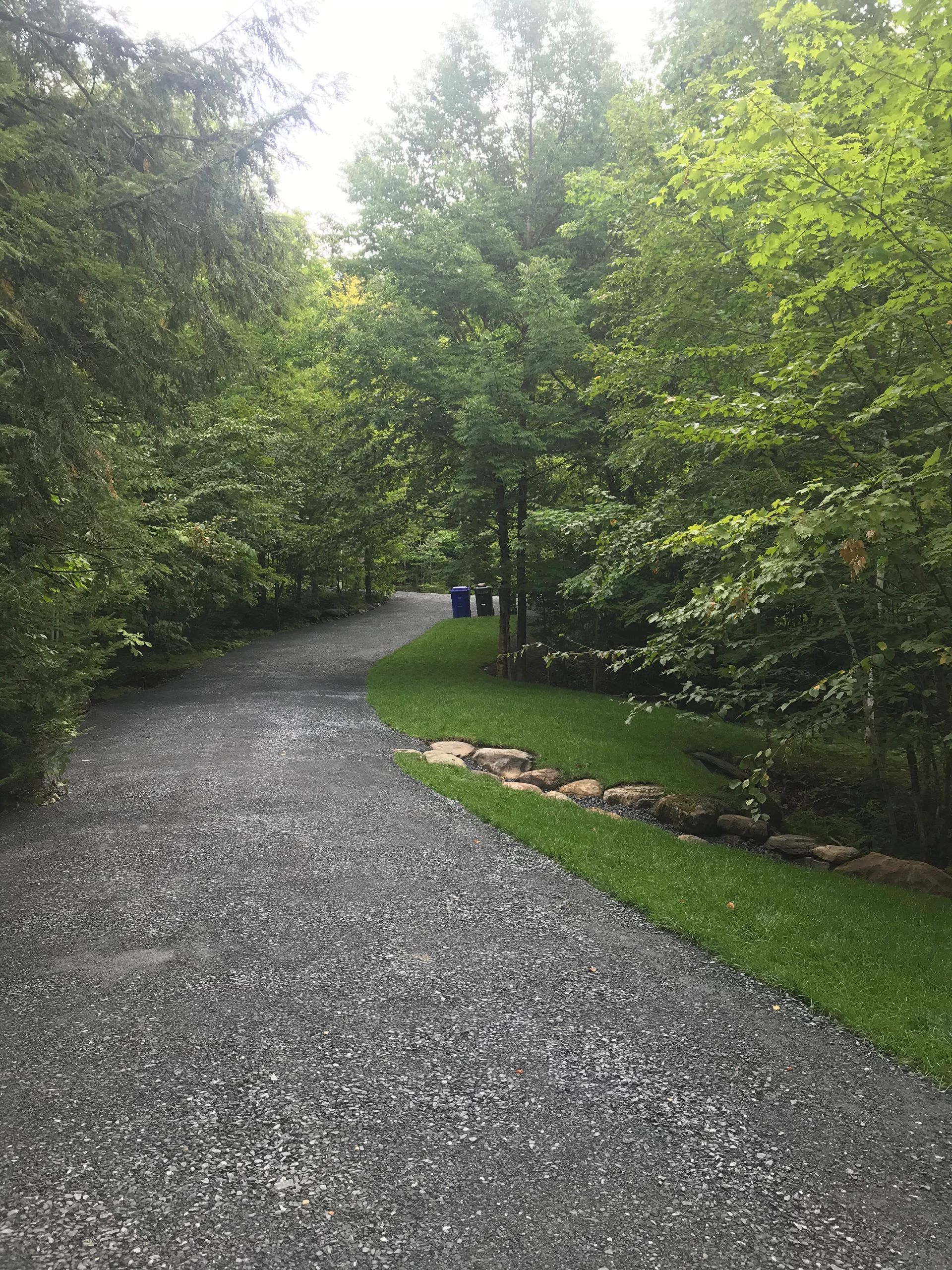 Une route de gravier traversant une forêt verdoyante.