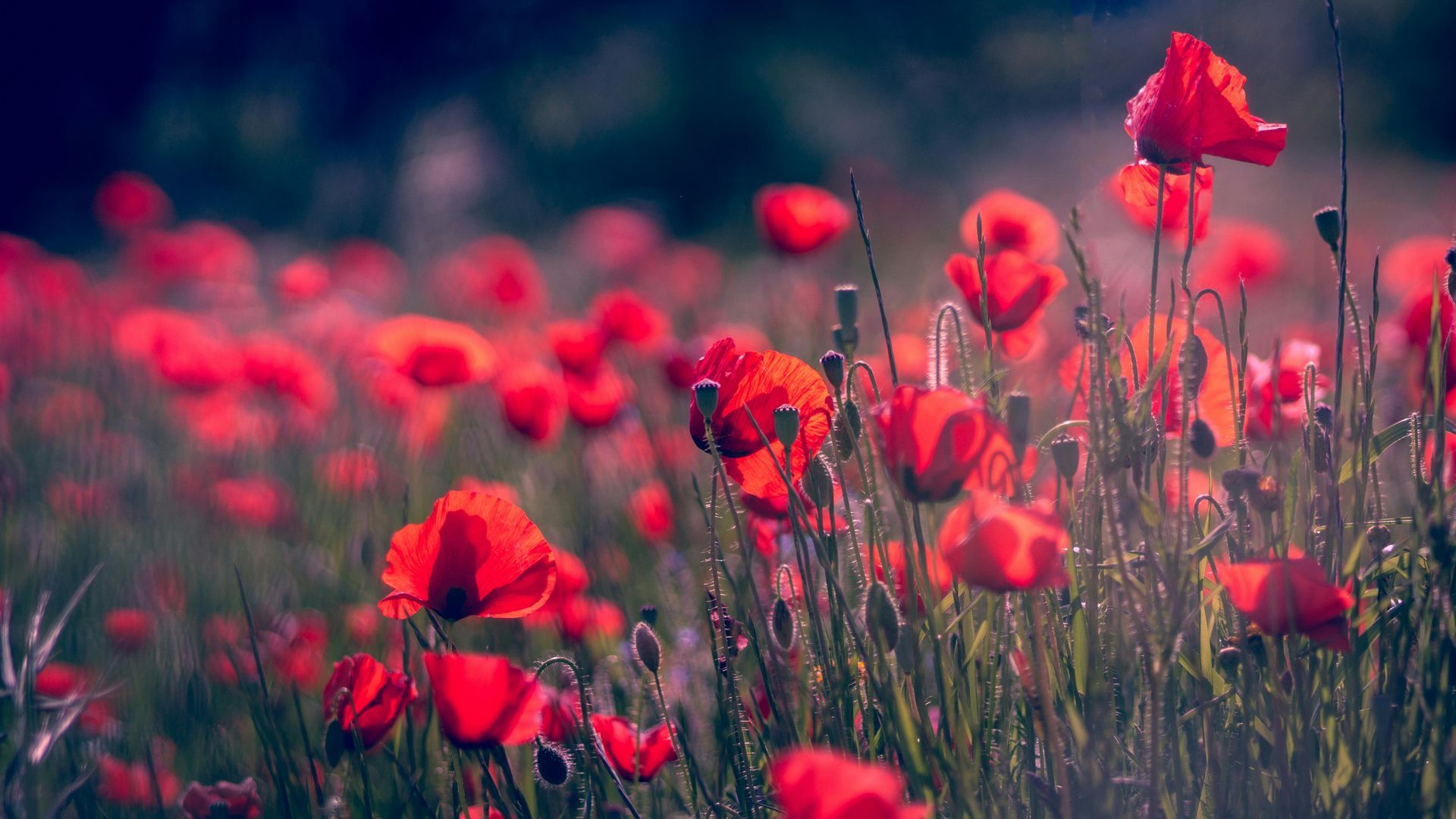 A field of red poppies growing in the grass