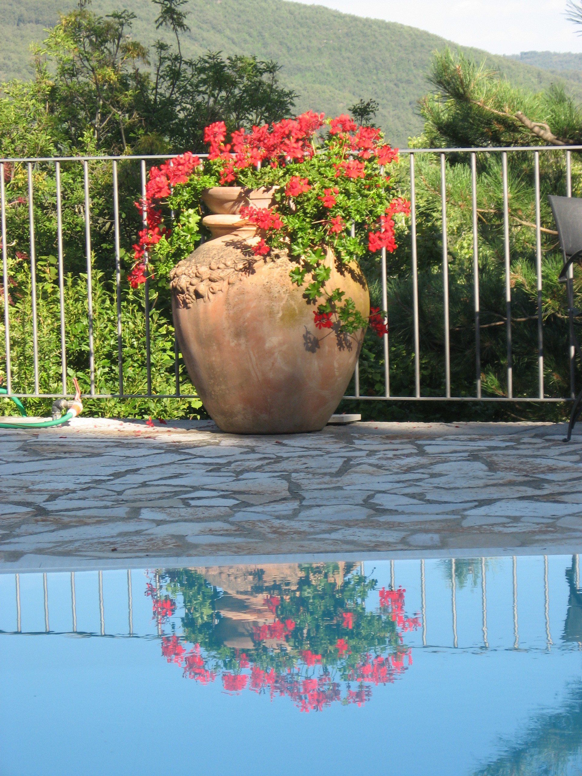 Bloempot bij het zwembad