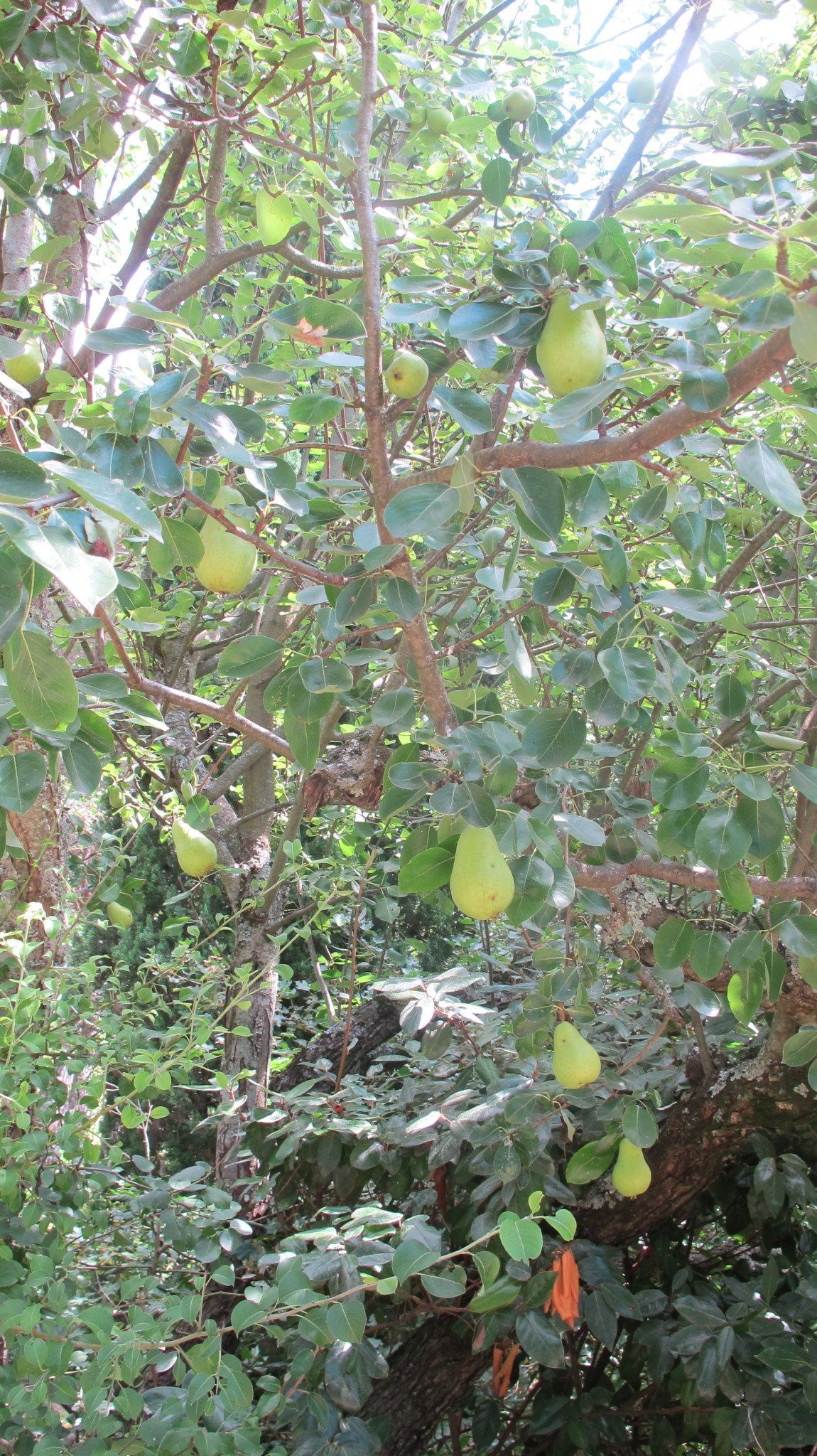 Peren aan de perenbom