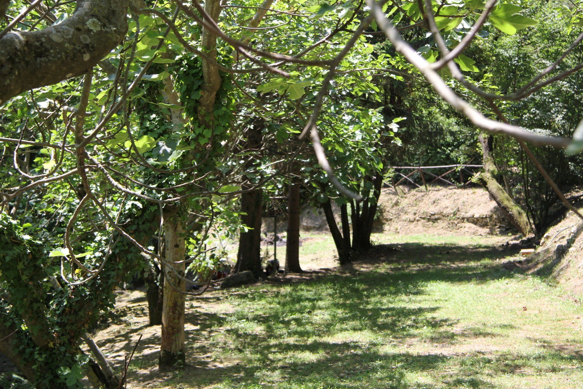 Zicht op de rij vijgenbomen