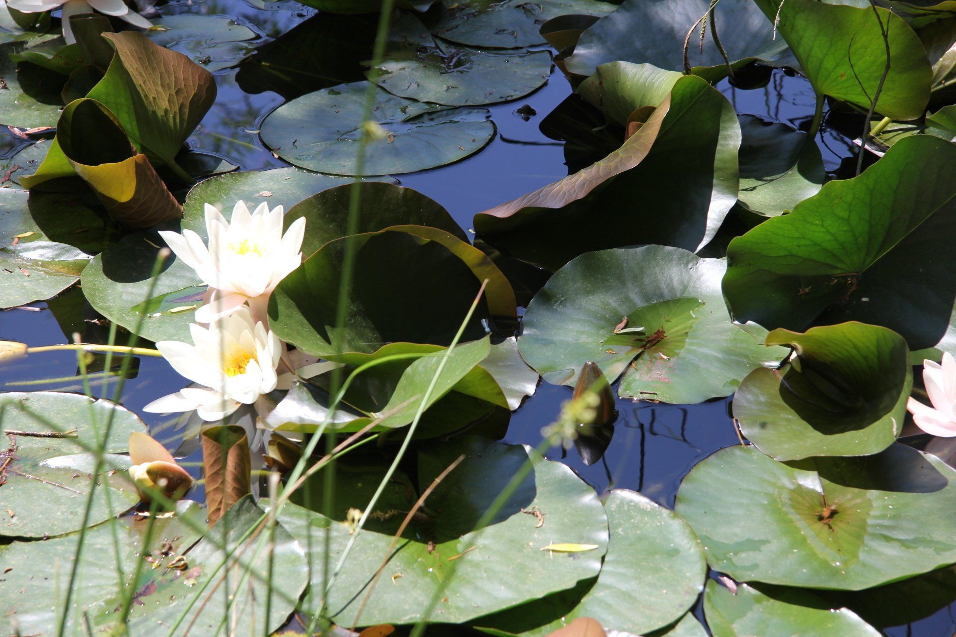 Lelie in het vennetje