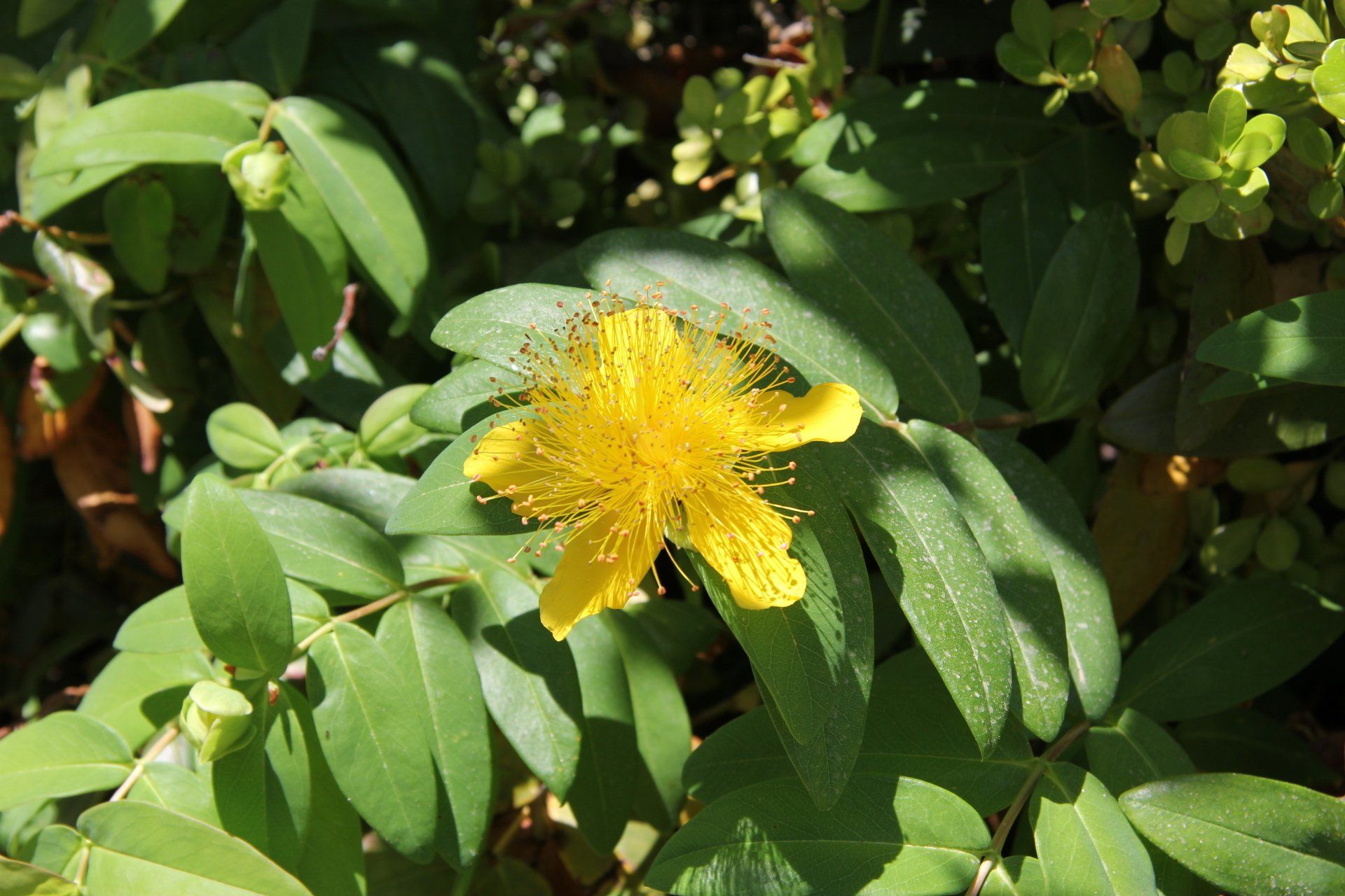 Gele bloem in de tuin
