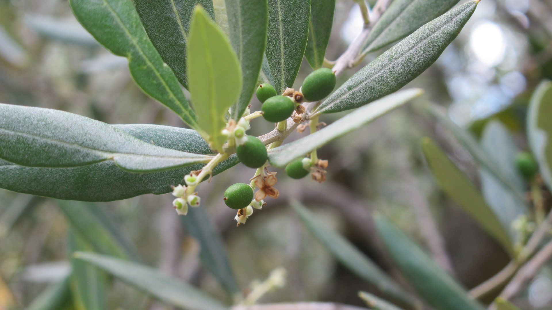 Olijven aan de olijfboom