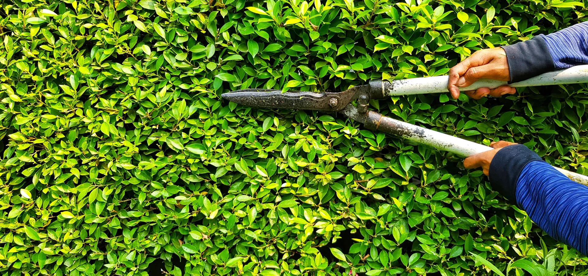 Person trimming a green hedge with long-handled shears; sunny outdoor setting.