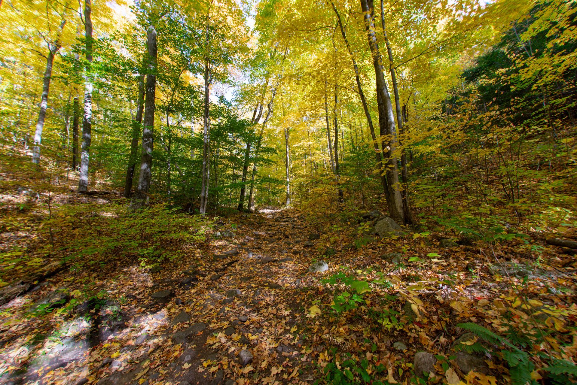 Forest scene with yellow and green autumn foliage and fallen leaves on the ground.