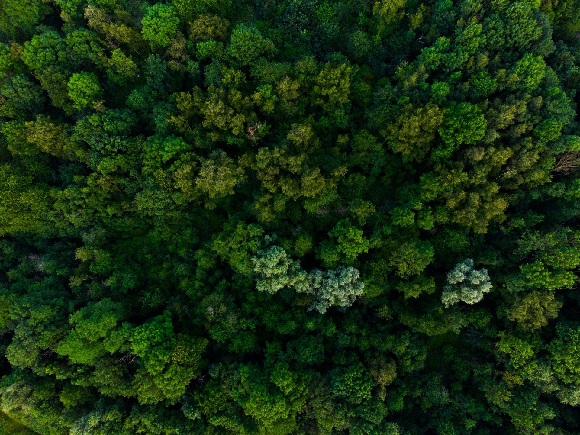 Overhead view of a lush green forest canopy, varying shades of green, with sunlight dappling the treetops.