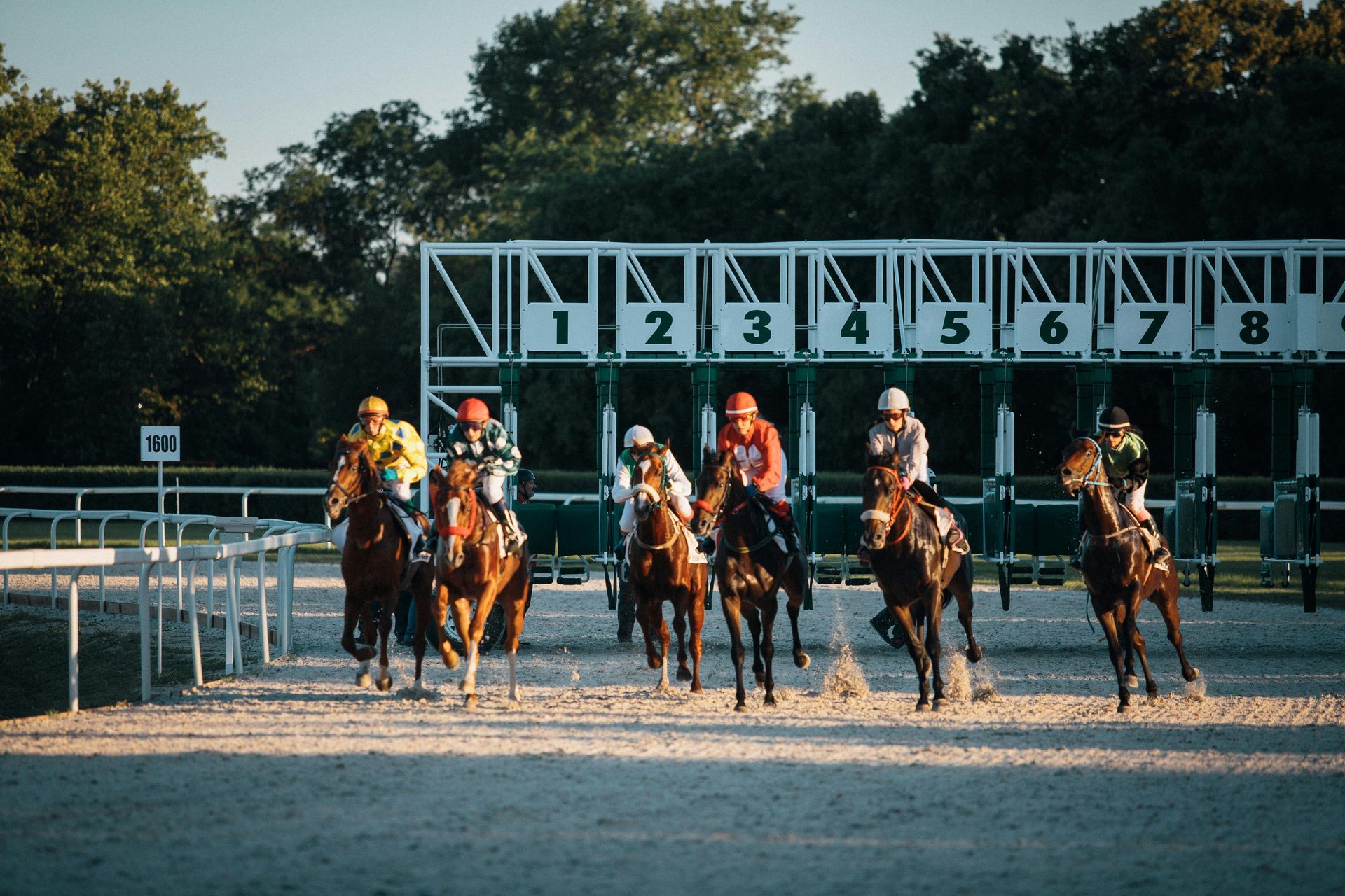 Horses with jockeys approaching starting gate at a racetrack; numbers 1-8 visible; sunny outdoor setting.