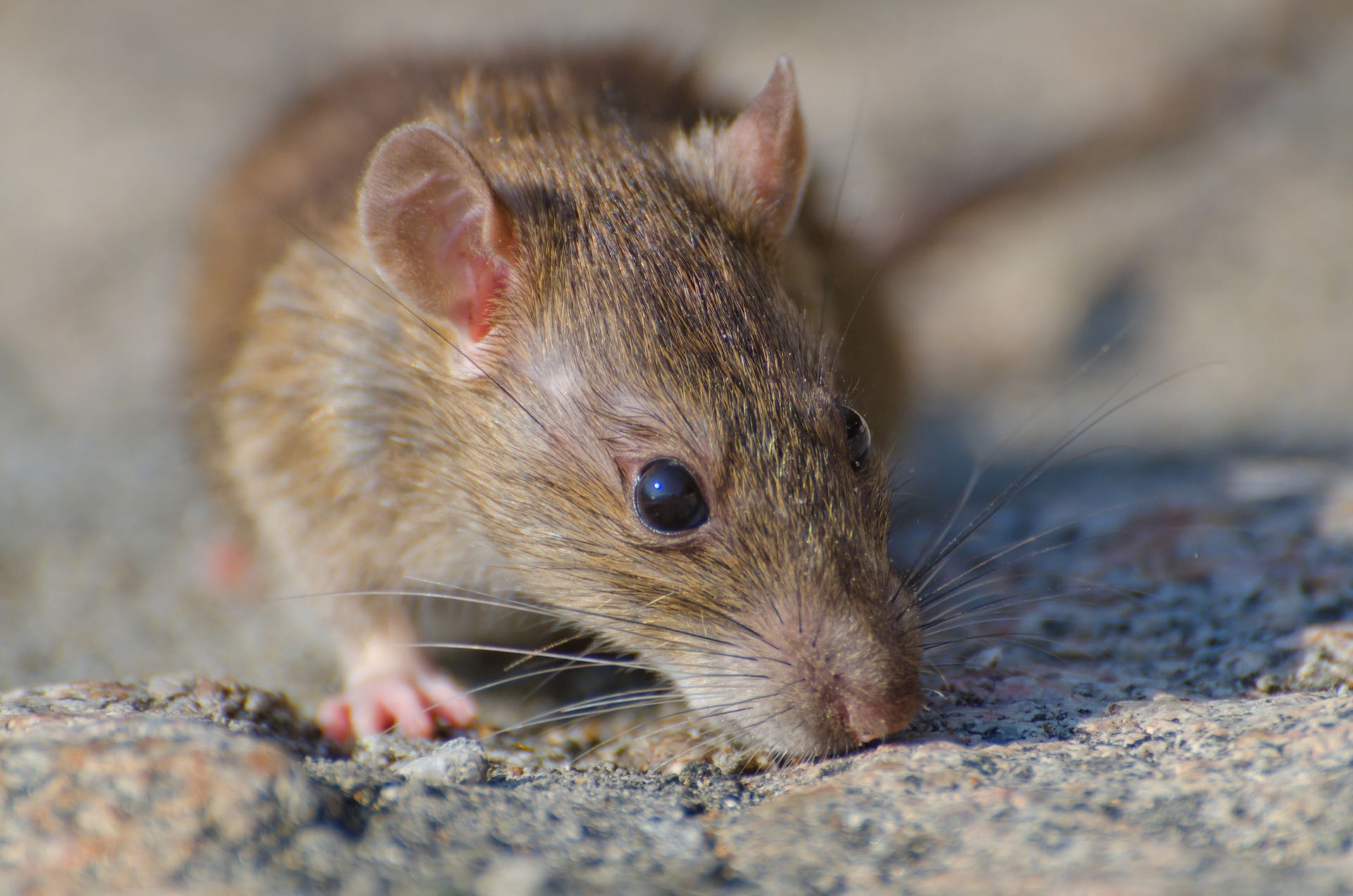 A close up of a rat on a rock looking at the camera.