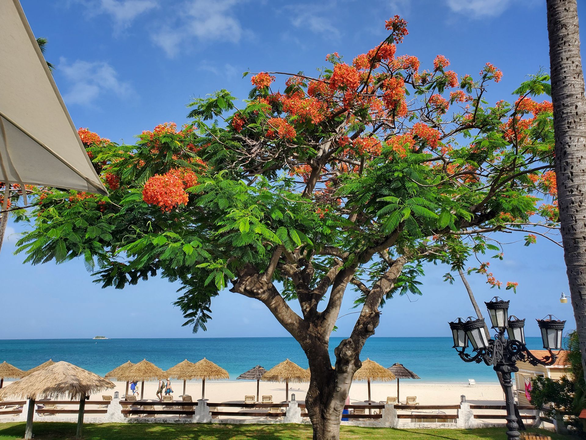 A tree with orange flowers is in front of a beach
