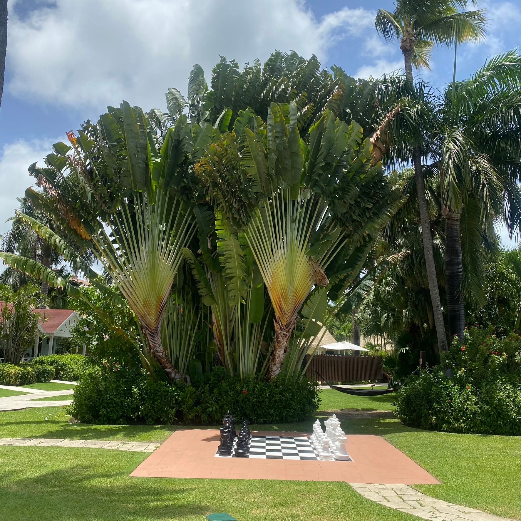 A chess board in a park with palm trees in the background