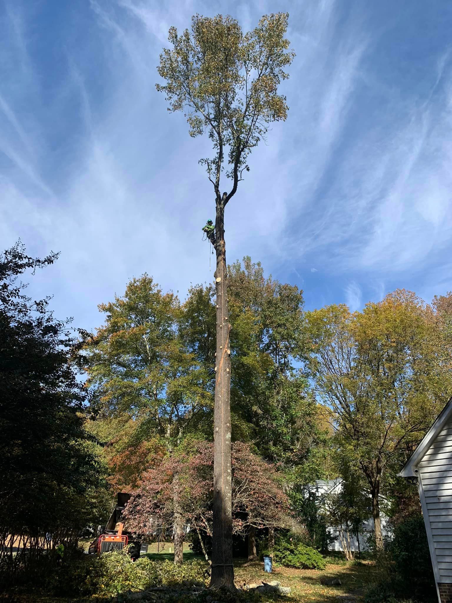 a large tree is being cut down in a backyard