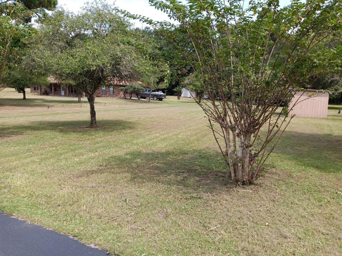 There is a tree in the middle of a lush green field.