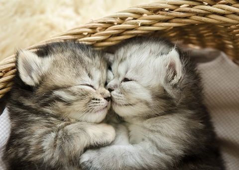 Cute Kittens Sleeping and Hugging — New Brighton, PA — Kaufman's Boarding Kennel