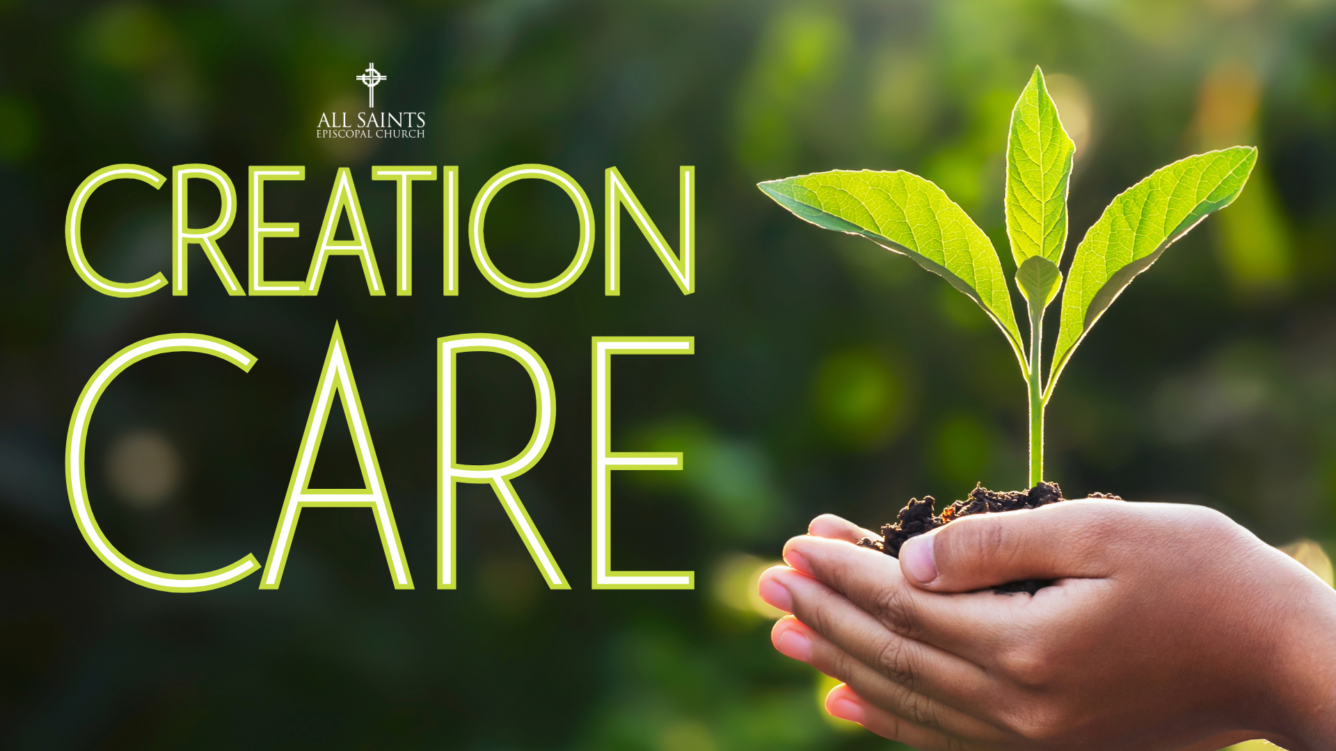 A person is holding a small plant in their hands.