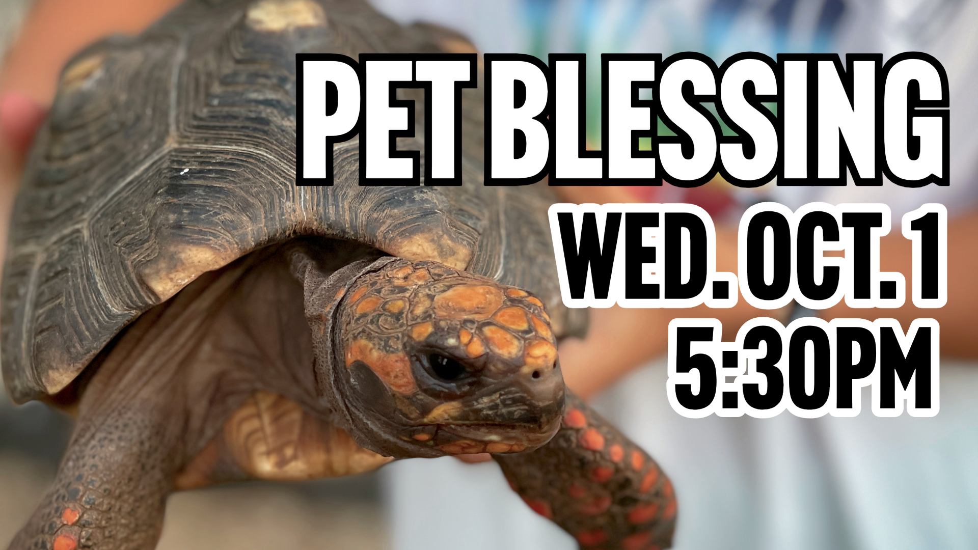 A person is holding a turtle in their hands.
