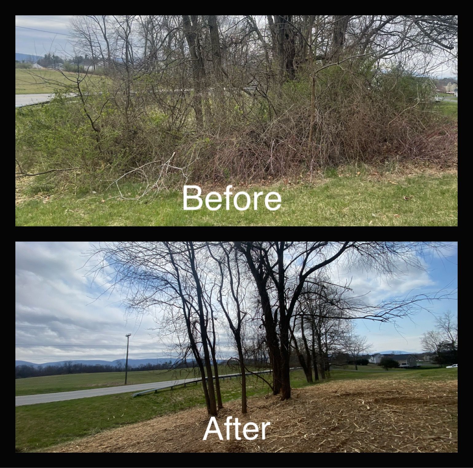 Before and after photos: Bushy overgrowth cleared, revealing trees and landscape.